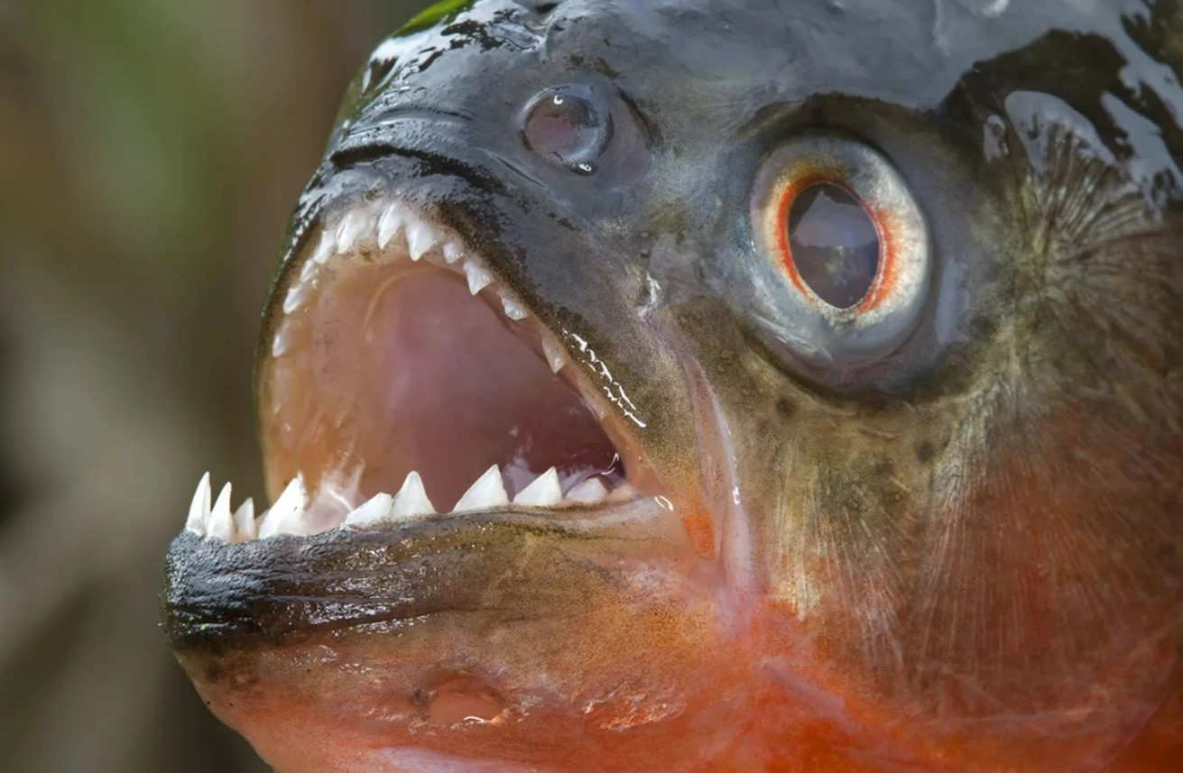 Пираньи атаковали отдыхающих в Аргентине, десятки пострадавших