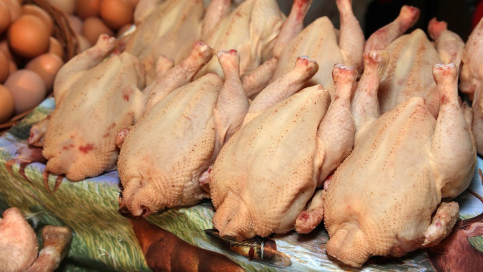 Курица вне зоны риска? 