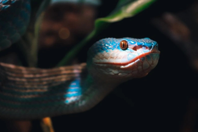 В Москве врачи спасли подростка после укуса ядовитой змеи