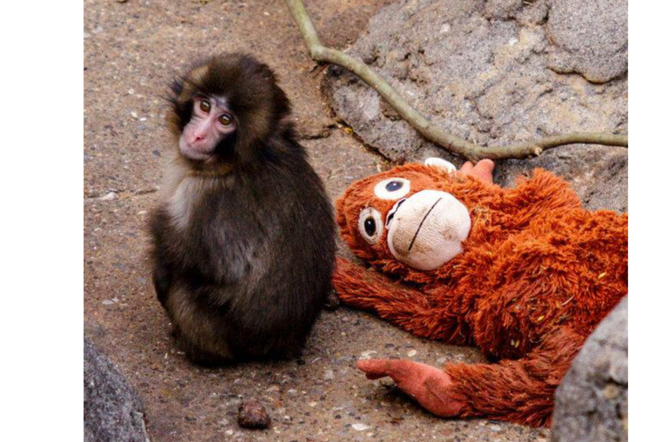 История одинокой обезьянки спровоцировала ажиотаж вокруг игрушки IКЕА
