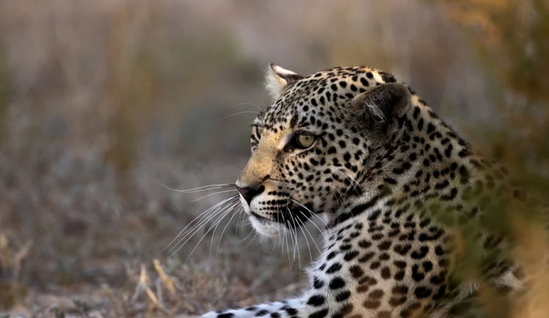 
40 мигрирующих видов включены в список международной охраны