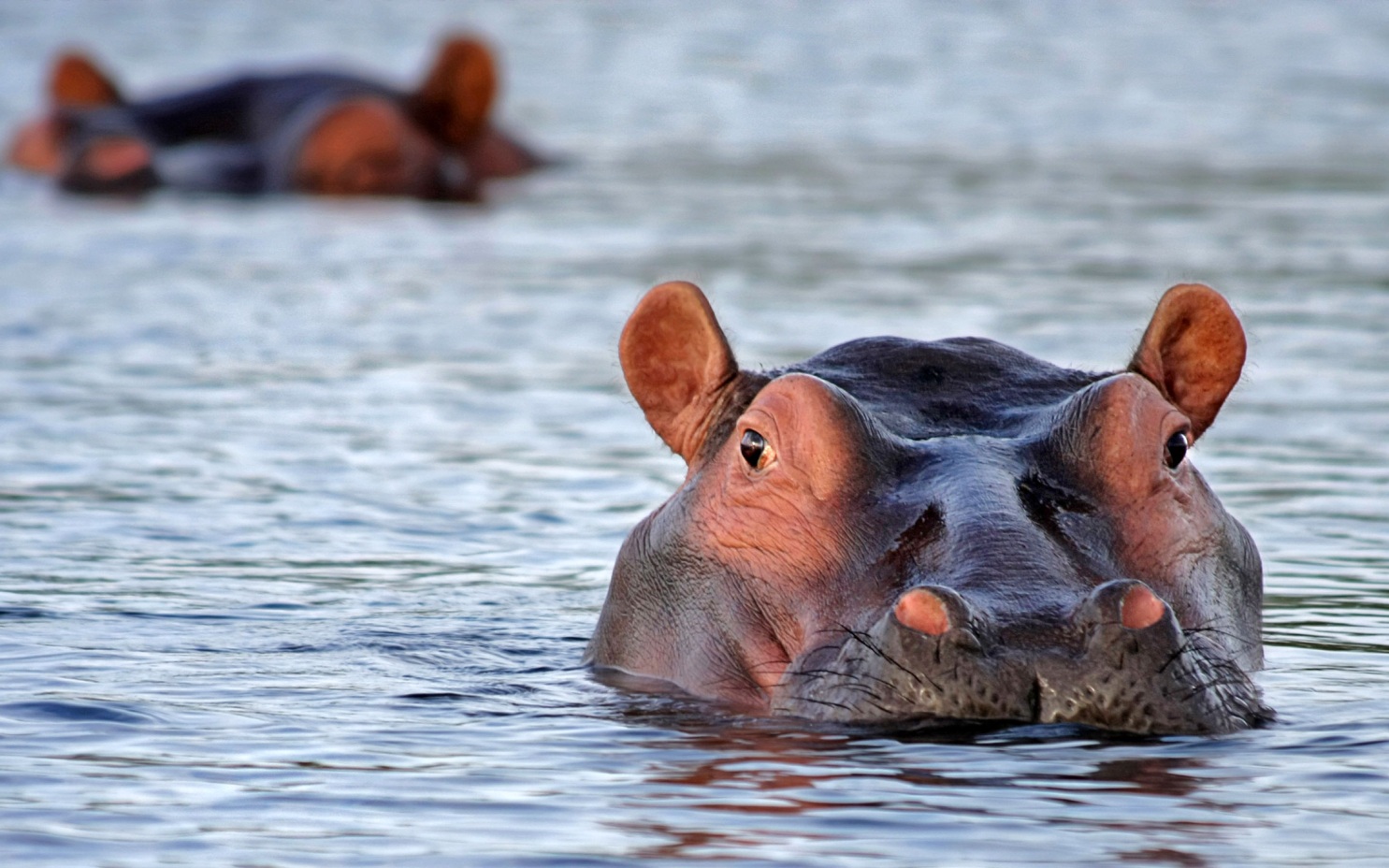 Власти Колумбии намерены усыпить &laquo;кокаиновых бегемотов&raquo; Пабло Эскобара