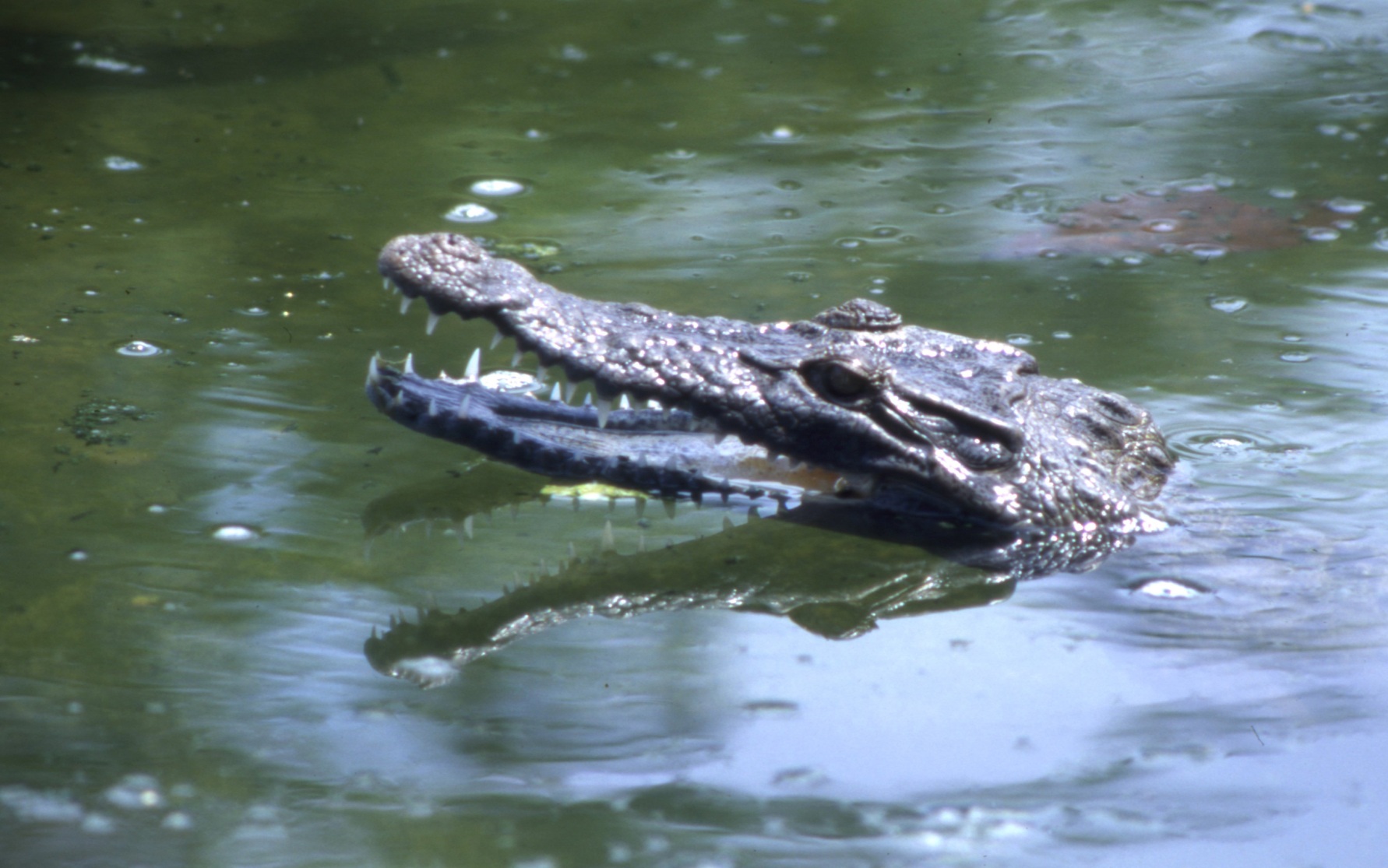 В Австралии отказались менять площадку гребли на Олимпиаде на реке с крокодилами