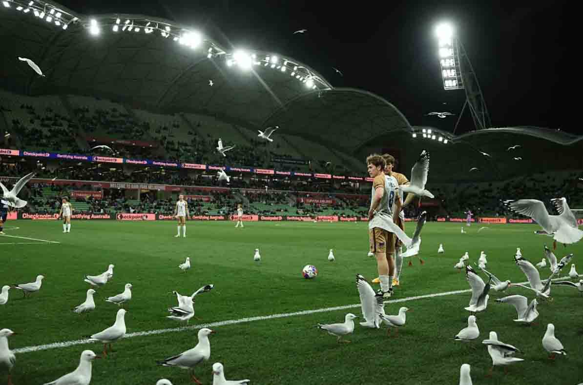 В Мельбурне стая чаек оккупировала стадион во время футбольного матча