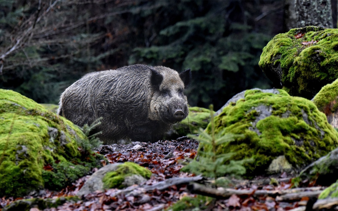 Почти 3 тысячи "радиоактивных" кабанов убили за год в Германии