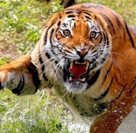 Ученые рассказали о чертах характера тигров