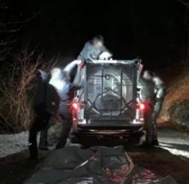 В Италии поймана медведица, убившая человека на пробежке