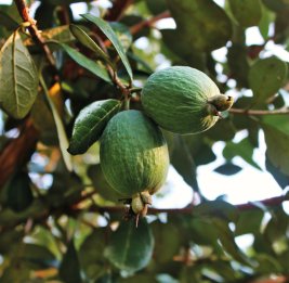 Фейхоа цветет в июне