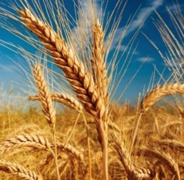Аграрии отчитались
