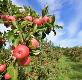 Прибыльная нива