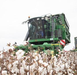 &laquo;Белое золото&raquo; родины