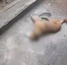 Тревожный сигнал