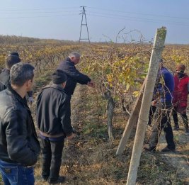 От лозы до урожая