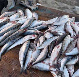 Рыба в приоритете 