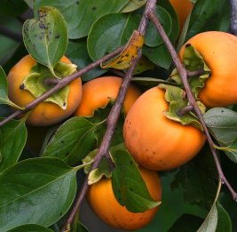 Солнечные плоды на экспорт