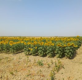 Деградированные земли как ресурс