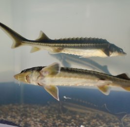 Рыба в опасности