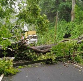 Последствия ветра в столице оперативно ликвидируются