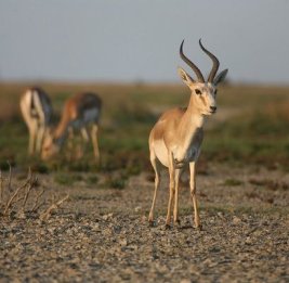 Зеркало нашей природы