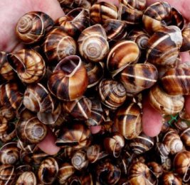 Улитки покоряют Европу