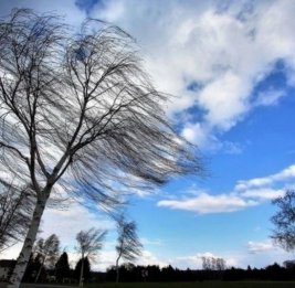 МЧС обратилось к гражданам из-за прогнозируемого усиления ветра