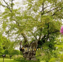 Болезнь вязов угрожает легендарному дереву Астрид Линдгрен