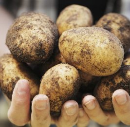 Куда смотрит таможня? 