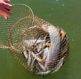 Определены квоты на вылов рыбы