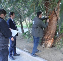 Индивидуальный подход к каждому дереву