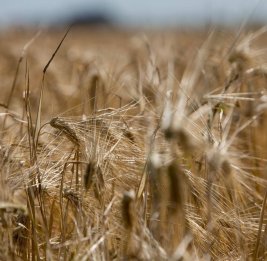 Пшеничный парадокс