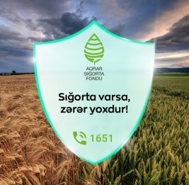 Морозы бьют по садам