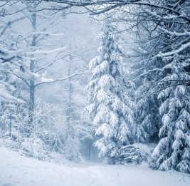 Падение температур связано с резким уменьшением уровня кальция в океанах