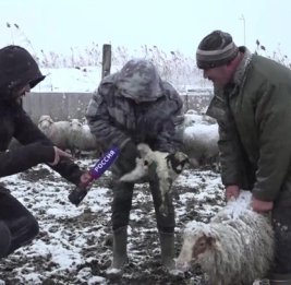Фермер из Дагестана рассказал, как спасают ягнят в морозы
