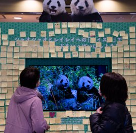 Тысячи токийцев прощаются с пандами в зоопарке перед отправкой животных в КНР