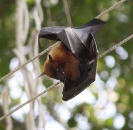 Вирус Нипах не способен вызвать эпидемию или пандемию