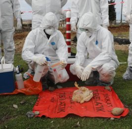 АПБА в феврале проведет мониторинги птичьего гриппа