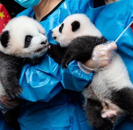 Панда-дипломатия: что стоит за возвращением панд из Японии?