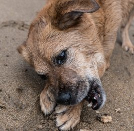Нет живодерству!