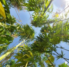 В 21 провинции Турции разрешили выращивание конопли