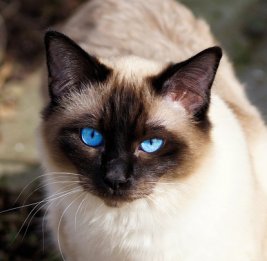 Nikkei Asia: Таиланд признал кошек важной частью экономики