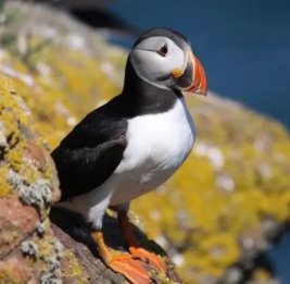 На остров, тупиков считать