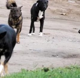 Улицы страха