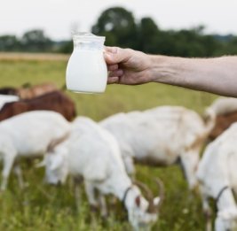 Пить или не пить... козье молоко