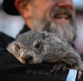 Американский сурок Фил предсказал еще шесть недель зимы