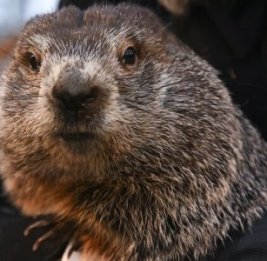 По традиции в День сурка 