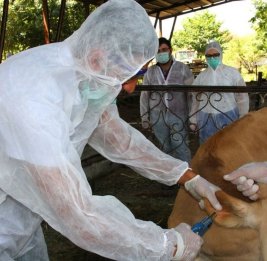 АПБА проведет мониторинги против бруцеллеза