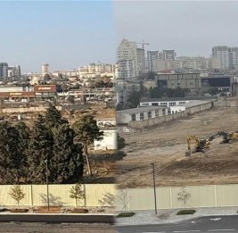 В &laquo;Белом городе&raquo; вырублены многолетние вечнозеленые деревья