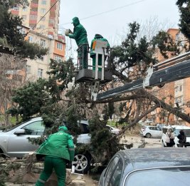 Сильный ветер повредил десятки деревьев в Баку