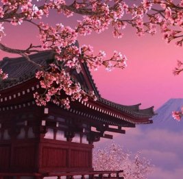 В Японии отменили фестиваль сакуры из-за наплыва и поведения туристов