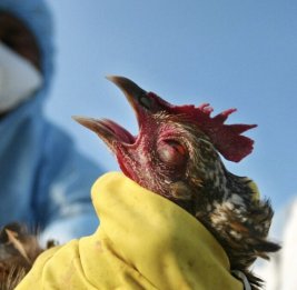 АПБА: В Азербайджане не выявлено случаев заражения птичьим гриппом и болезнью Ньюкасла